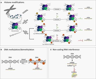 Epigenetic Regulation of Airway Epithelium Immune Functions in Asthma